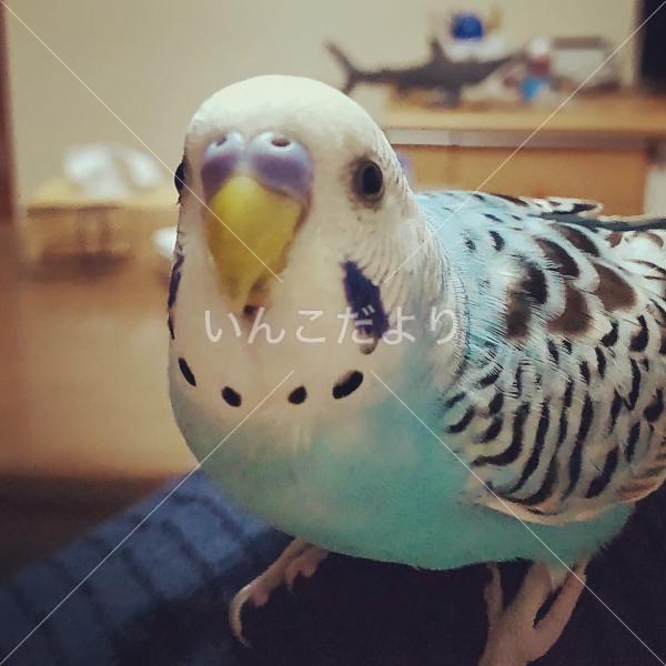 迷い鳥の写真