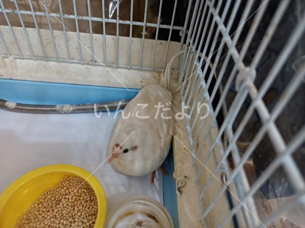 保護鳥の写真