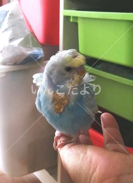 迷い鳥の写真