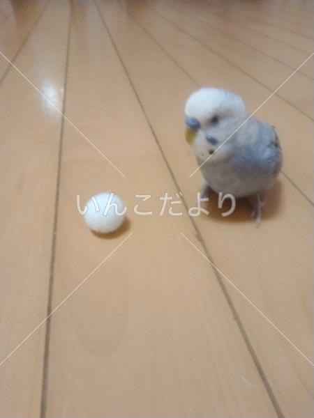 迷い鳥の写真