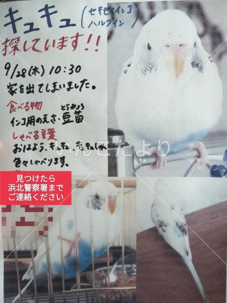 迷い鳥の写真