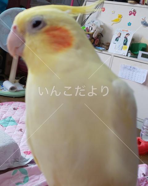 迷い鳥の写真