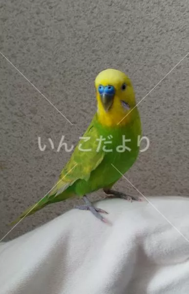 保護鳥の写真