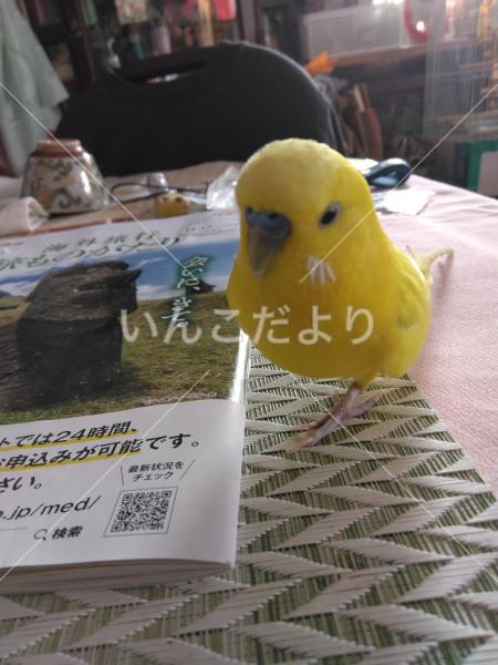 迷い鳥の写真