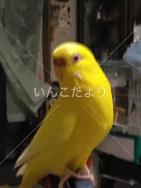 保護鳥の写真