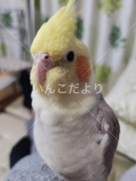 迷い鳥の写真