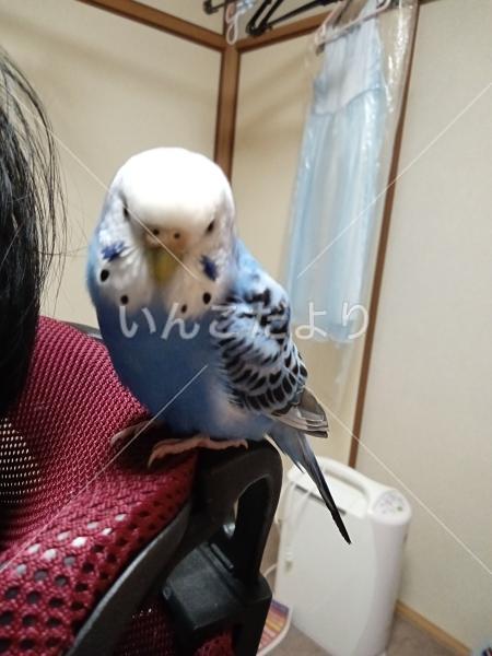 迷い鳥の写真