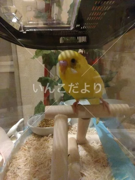 保護鳥の写真