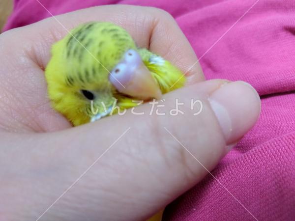 迷い鳥の写真
