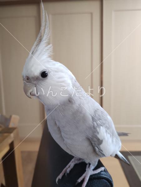 迷い鳥の写真