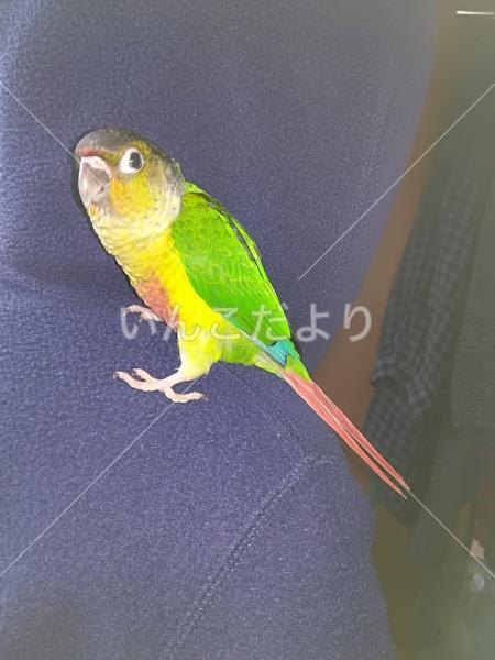 迷い鳥の写真