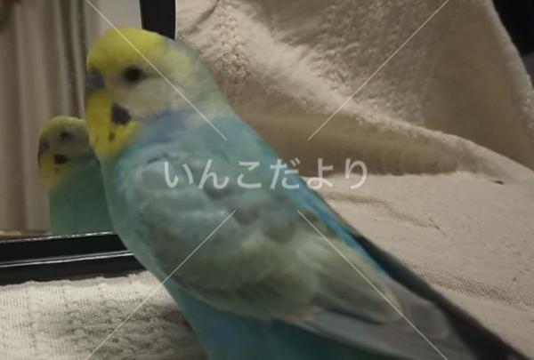 迷い鳥の写真