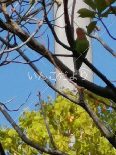迷い鳥の写真