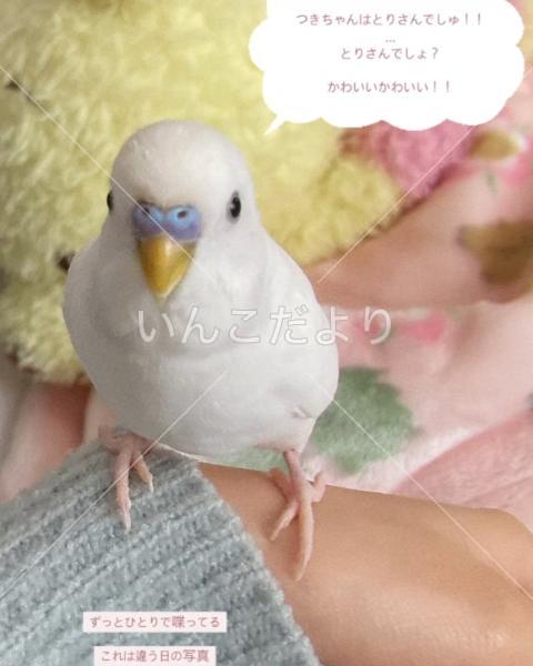 迷い鳥の写真