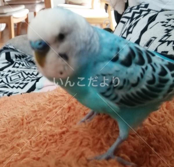 迷い鳥の写真