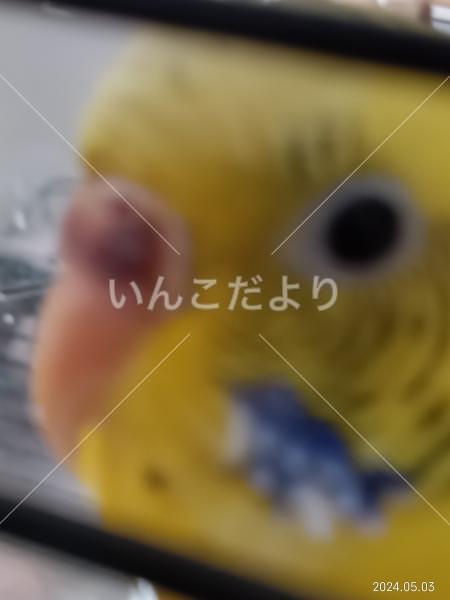 迷い鳥の写真