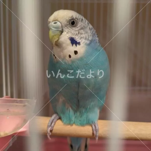 保護鳥の写真