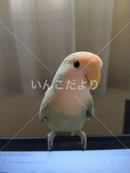 迷い鳥の写真