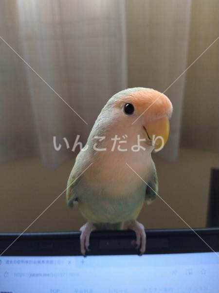 迷い鳥の写真