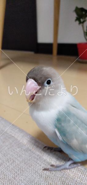 迷い鳥の写真