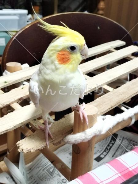 迷い鳥の写真