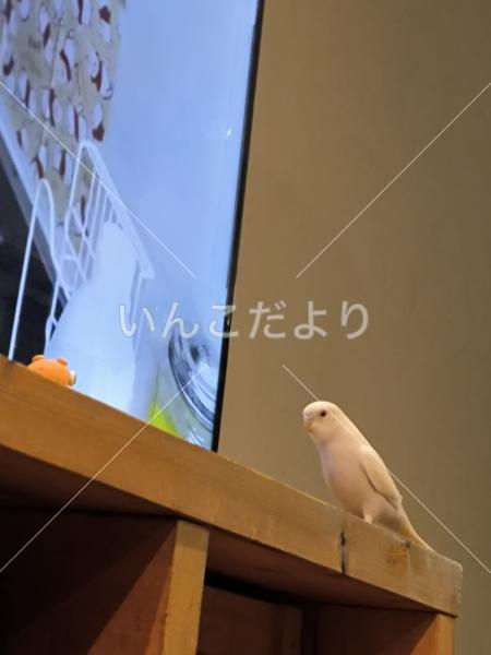 迷い鳥の写真
