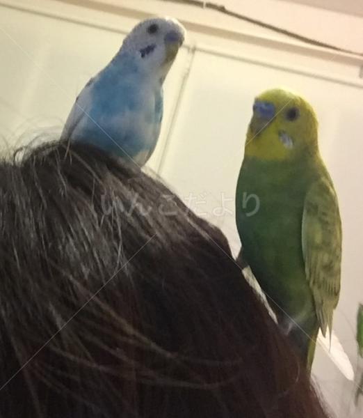 迷い鳥の写真
