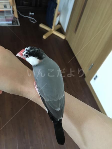 迷い鳥の写真