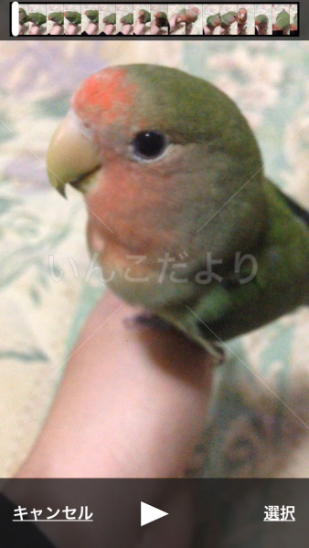 迷い鳥の写真