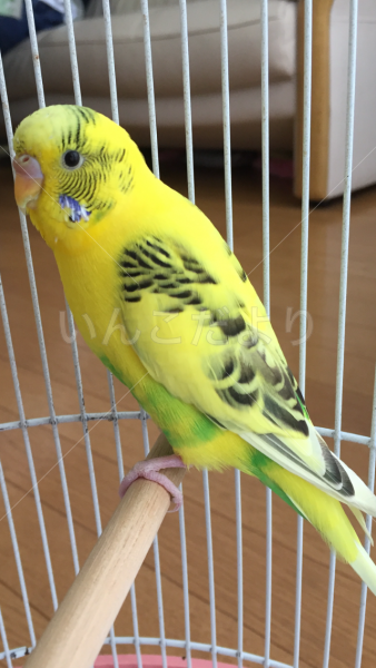 保護鳥の写真