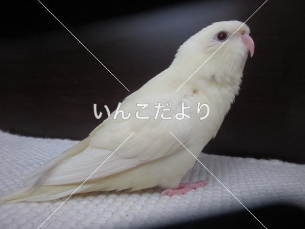 迷い鳥の写真