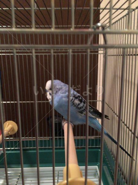 保護鳥の写真