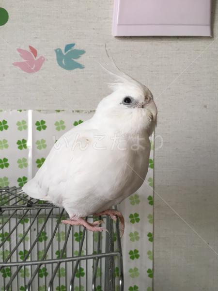 迷い鳥の写真