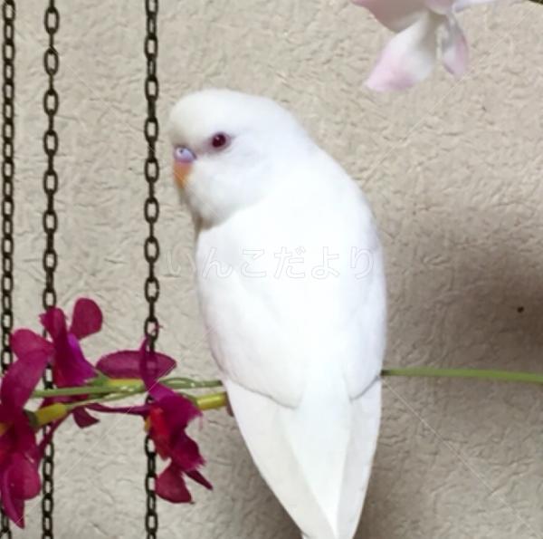 迷い鳥の写真