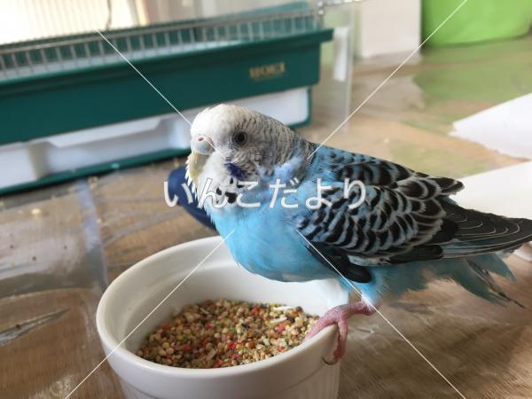 保護鳥の写真