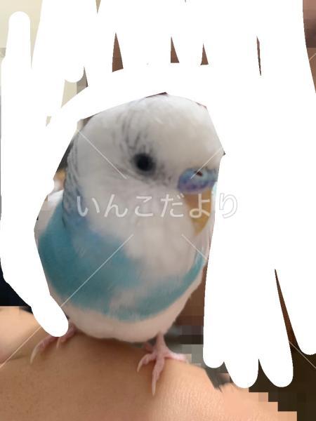 迷い鳥の写真
