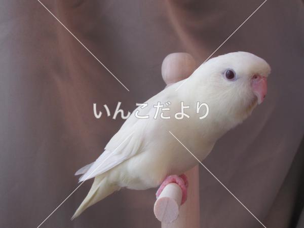 迷い鳥の写真