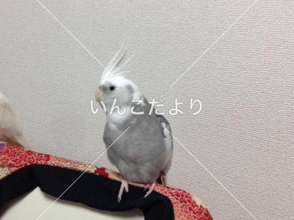 迷い鳥の写真