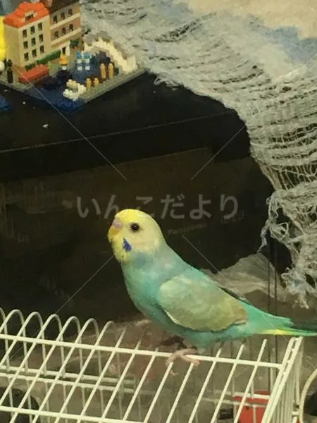 迷い鳥の写真
