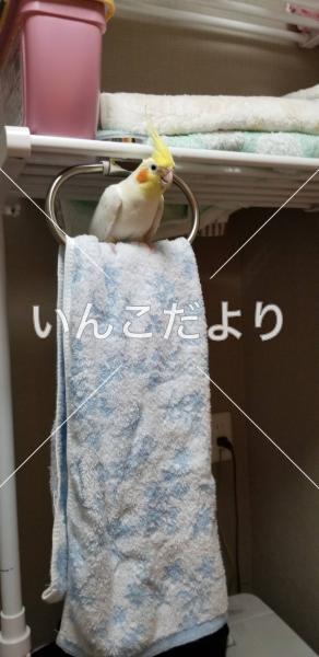 迷い鳥の写真