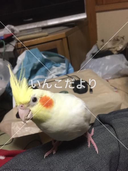 迷い鳥の写真