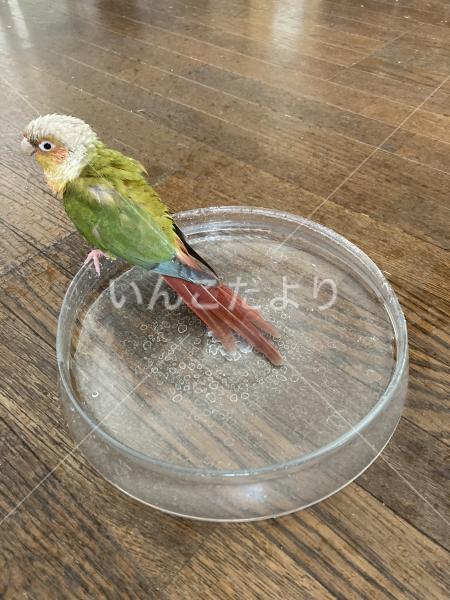 迷い鳥の写真