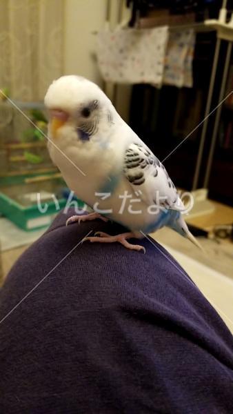 迷い鳥の写真