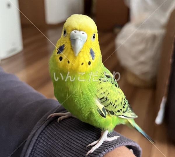 迷い鳥の写真
