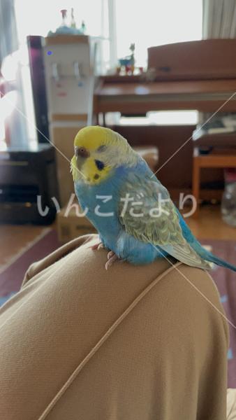 迷い鳥の写真