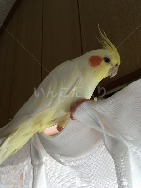 迷い鳥の写真