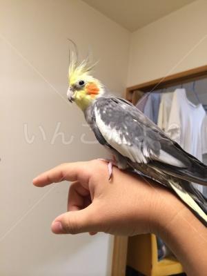 迷い鳥の写真