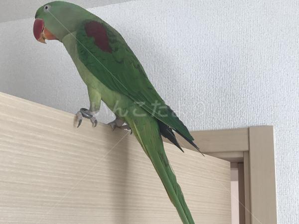 迷い鳥の写真