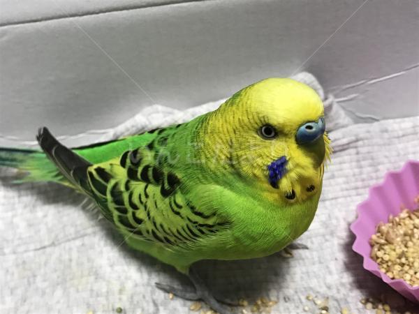 保護鳥の写真