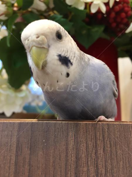 迷い鳥の写真